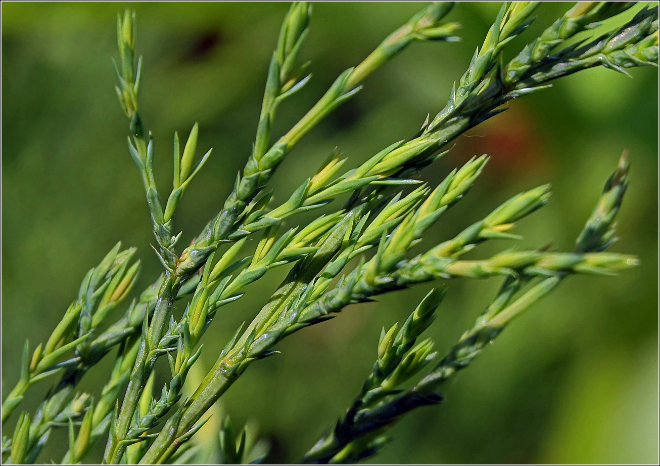 Изображение особи Juniperus scopulorum.