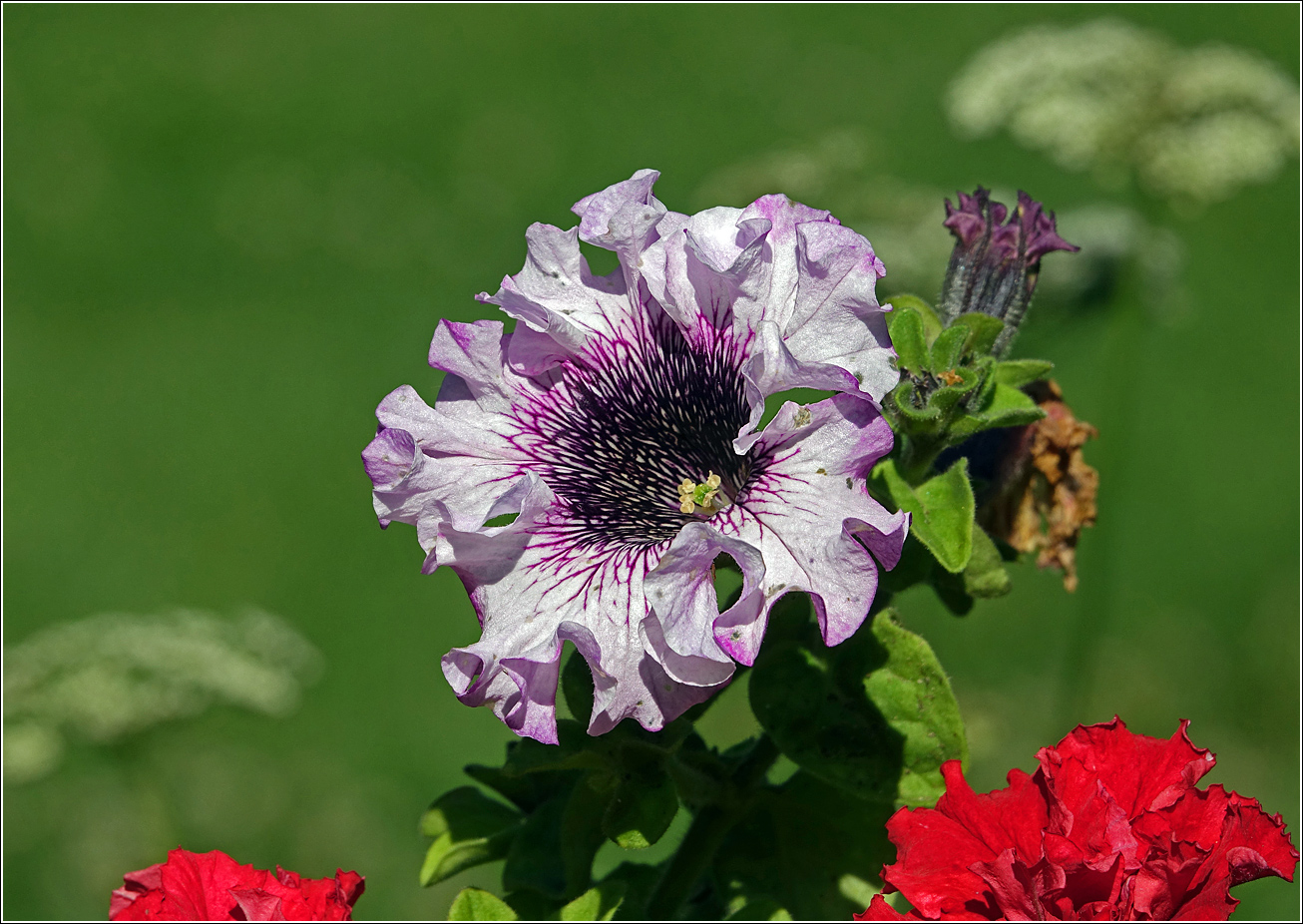 Изображение особи Petunia &times; hybrida.