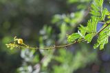 род Vachellia. Верхушка ветви с соцветием. Израиль, г. Тель-Авив, парк Аяркон, сад кактусов, в культуре. 22.11.2023.