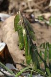 Vicia cracca. Соплодие. Новгородская обл., геологический памятник \"Ильменский глинт\", окр. дер. Ретлё, побережье оз. Ильмень, каменистый (известняковый) пляж, низкотравный луг. 25.07.2023.