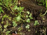 Ranunculus sceleratus