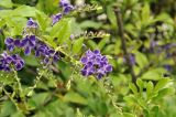 Duranta erecta