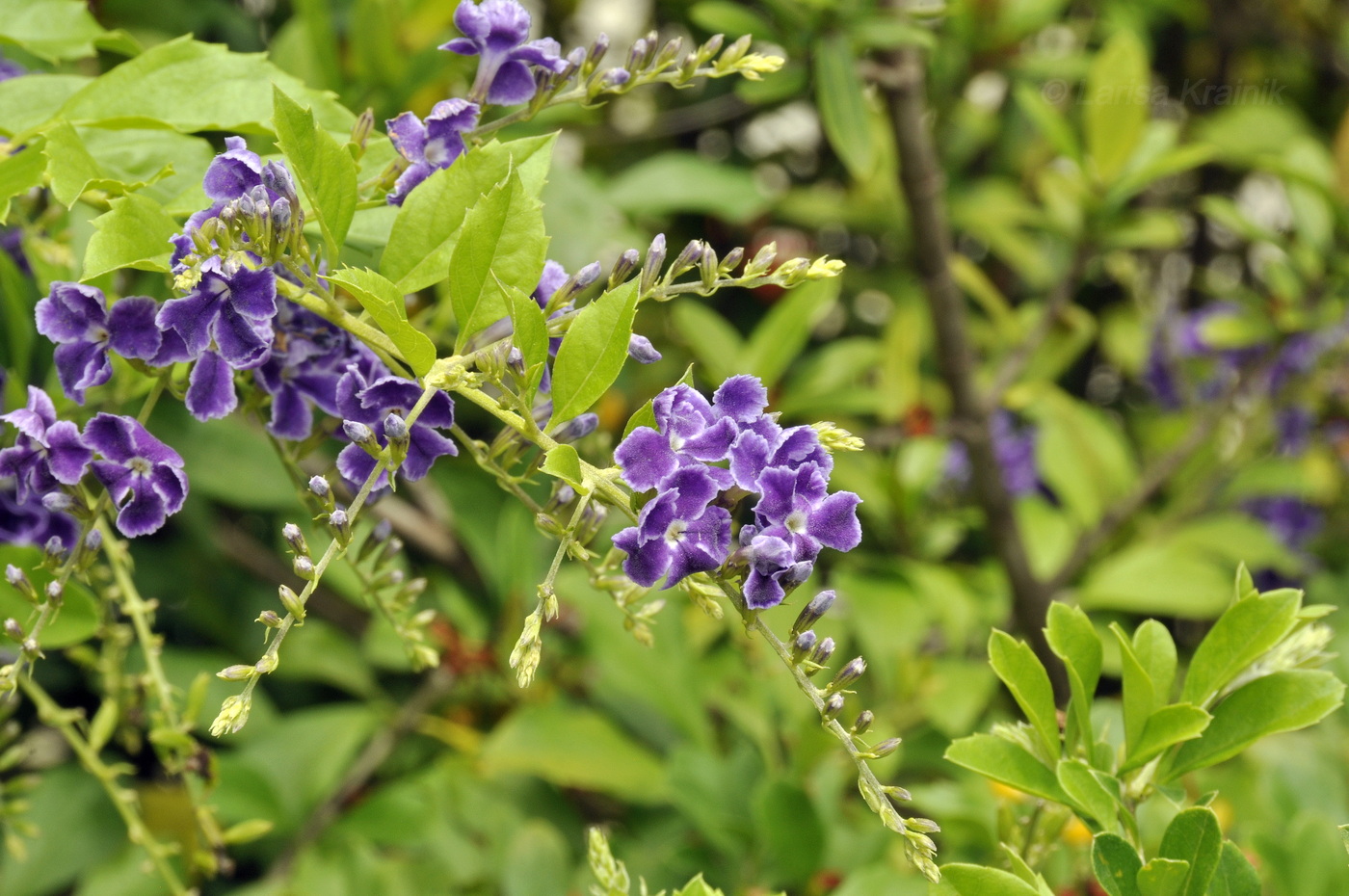 Image of Duranta erecta specimen.