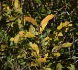 Salix myrsinifolia