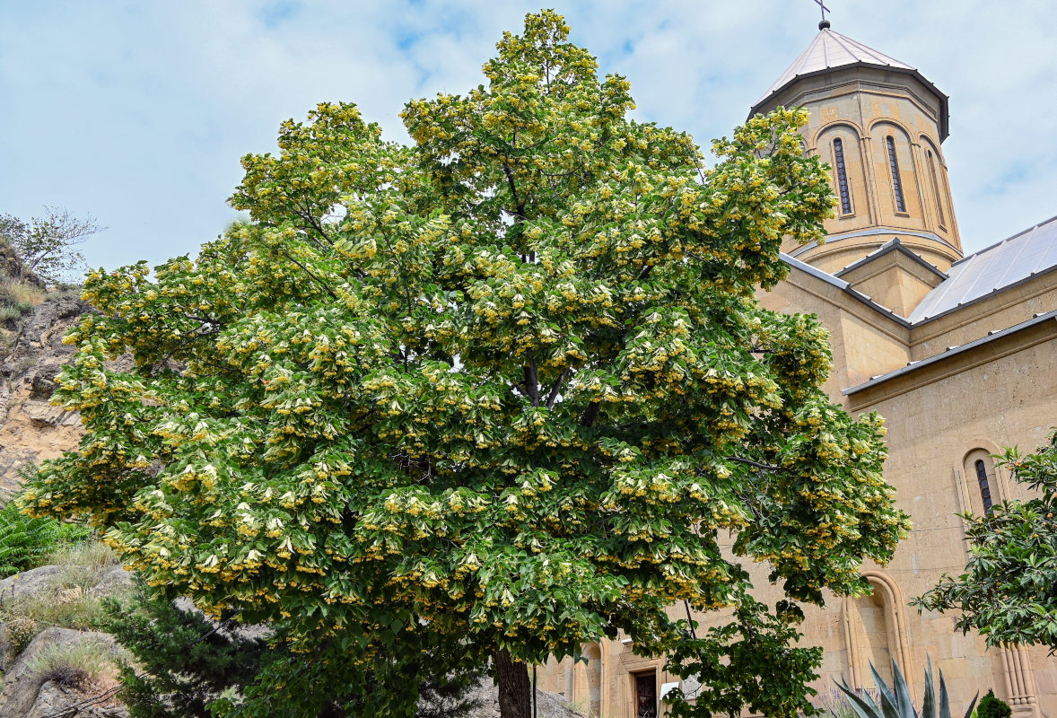 Image of genus Tilia specimen.