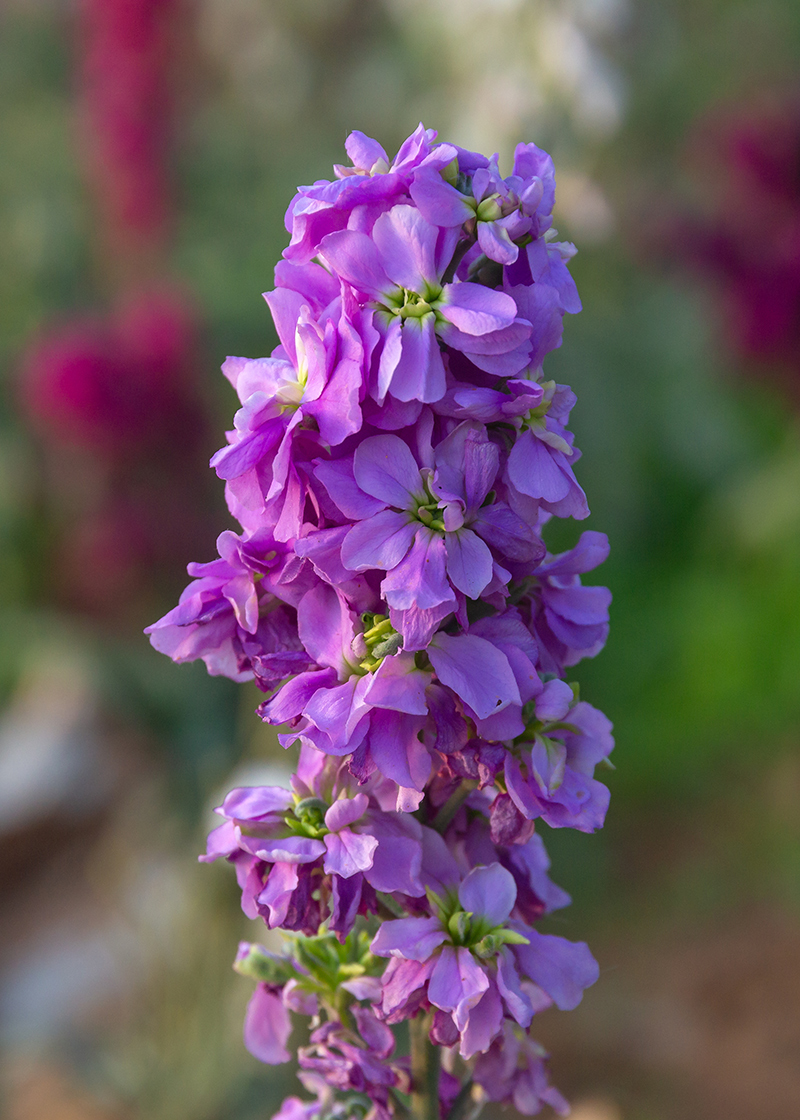 Изображение особи Matthiola incana.