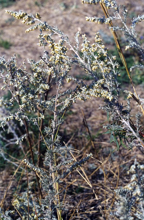 Image of genus Artemisia specimen.