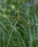 Scirpus sylvaticus