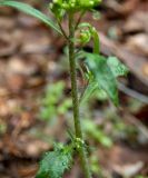 Arabidopsis arenosa