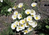 Papaver amurense