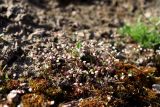 Erophila verna