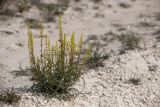Reseda lutea