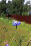 Centaurea cyanus