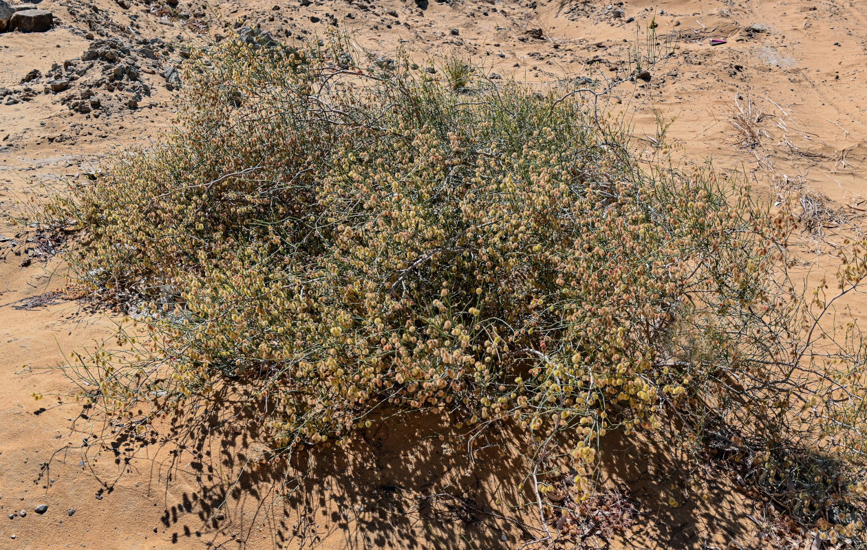Image of Calligonum polygonoides specimen.
