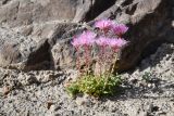 род Pseudosedum