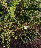 род Philadelphus