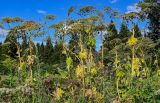 Heracleum sosnowskyi