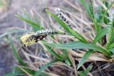 Carex bigelowii