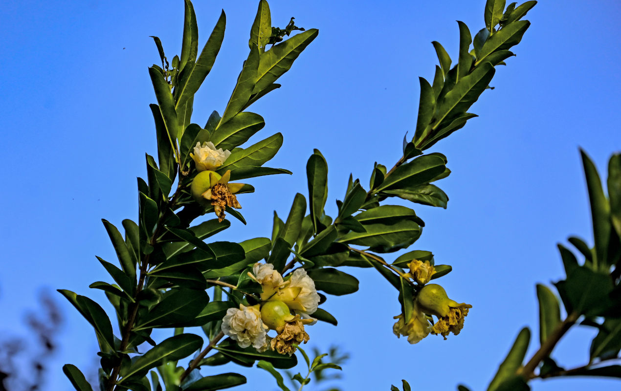 Image of Punica granatum specimen.