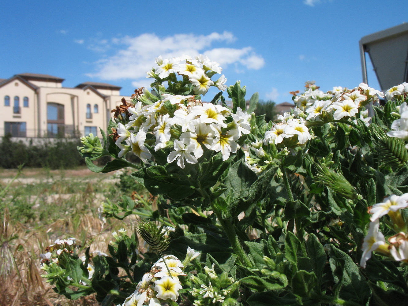 Image of Argusia sibirica specimen.