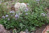 Ziziphora clinopodioides