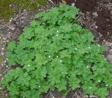 Смотреть изображение Geranium macrorrhizum