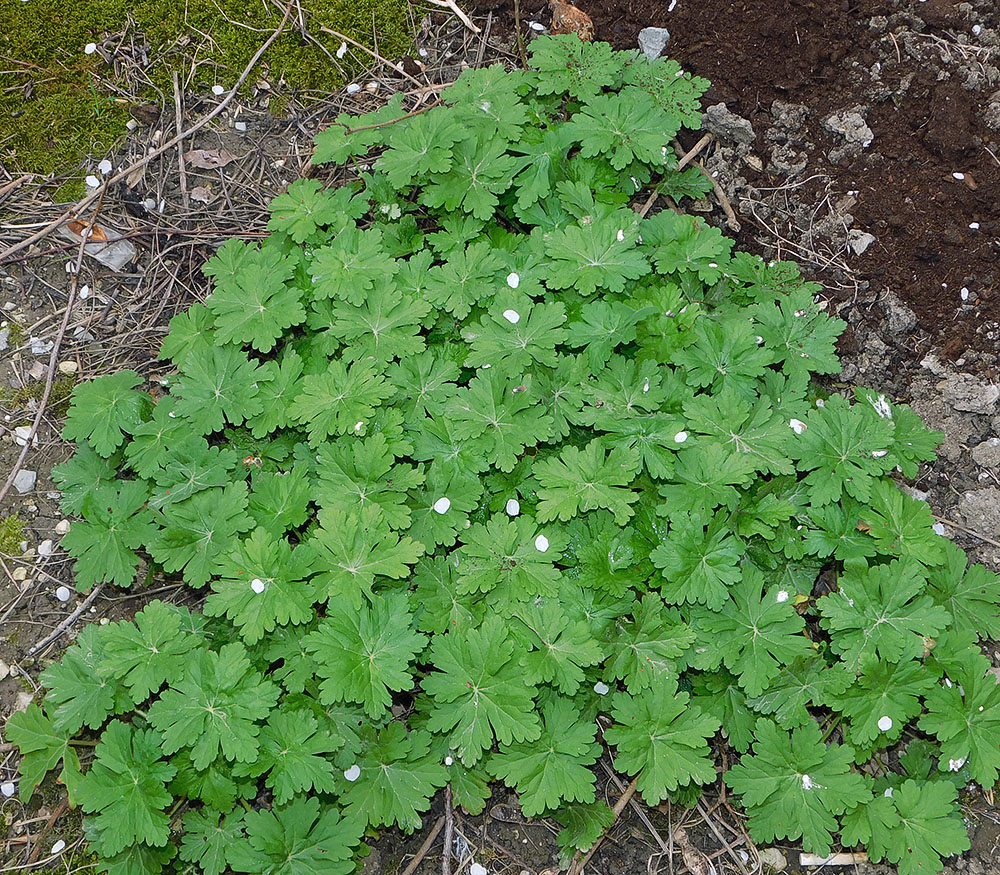 Изображение особи Geranium macrorrhizum.