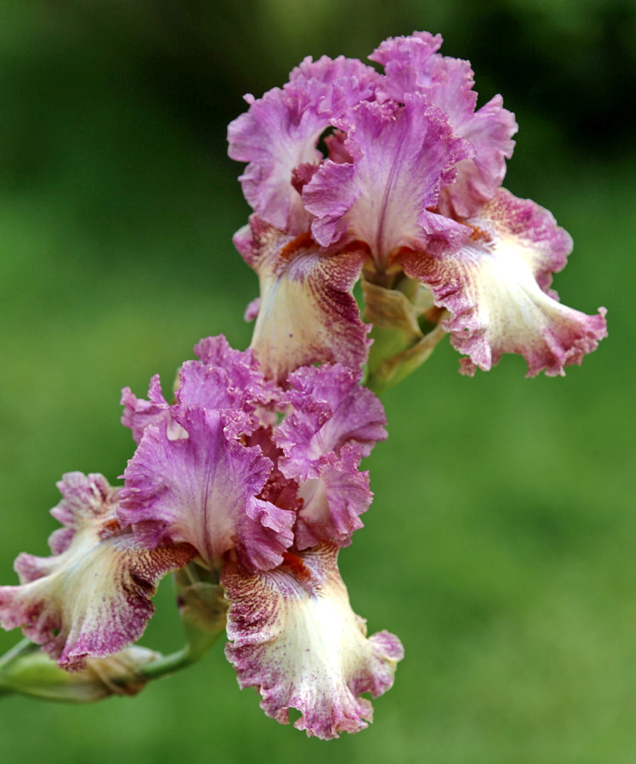 Image of genus Iris specimen.