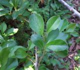 Salix arctica. Ветвь с молодыми побегами. Магаданская обл., окр. г. Магадан, п-ов Старицкого, Марчеканская сопка, распадок на склоне северной экспозиции, на берегу ручья. 23.07.2024.