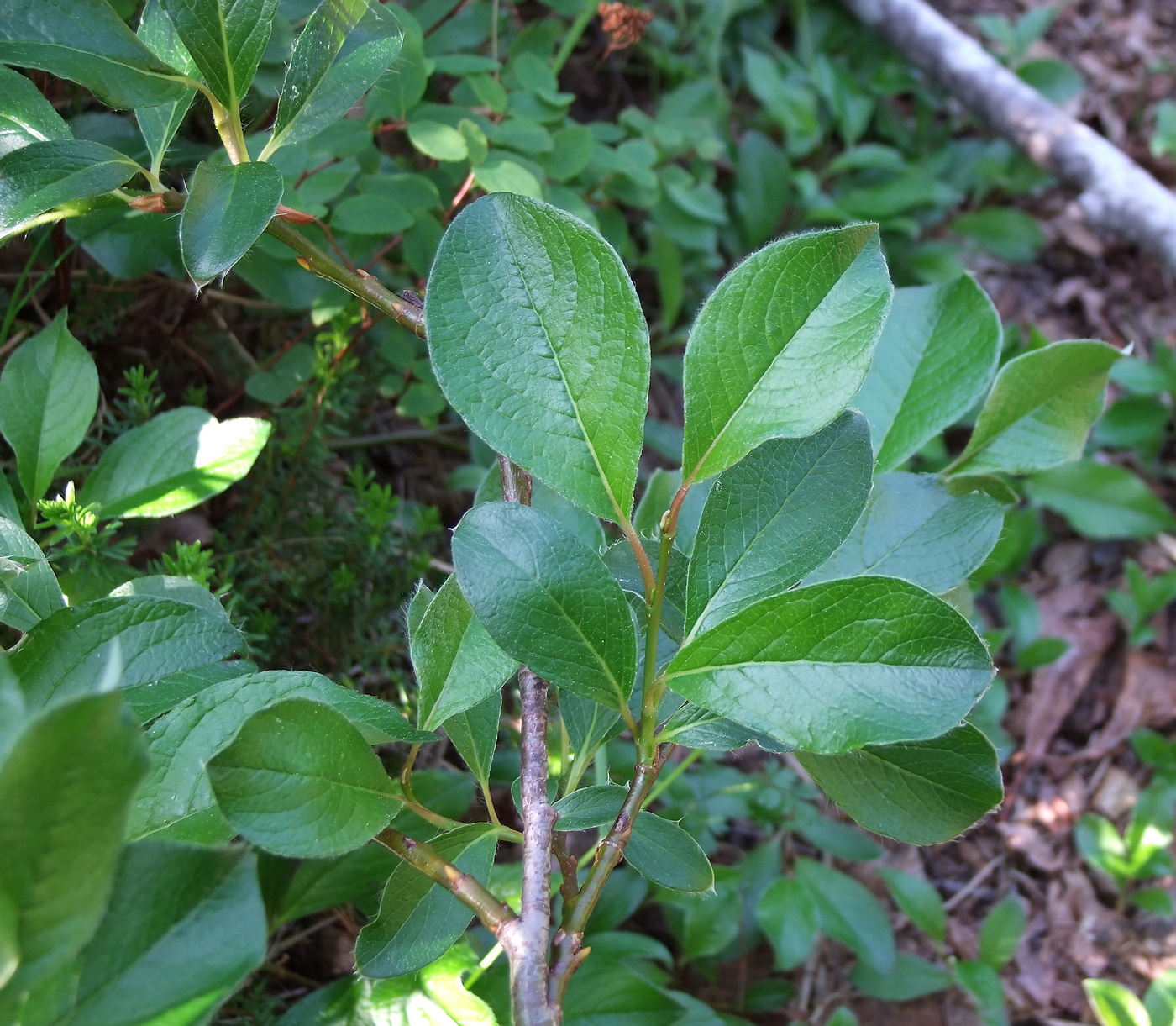 Image of Salix arctica specimen.