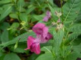Фото Impatiens glandulifera