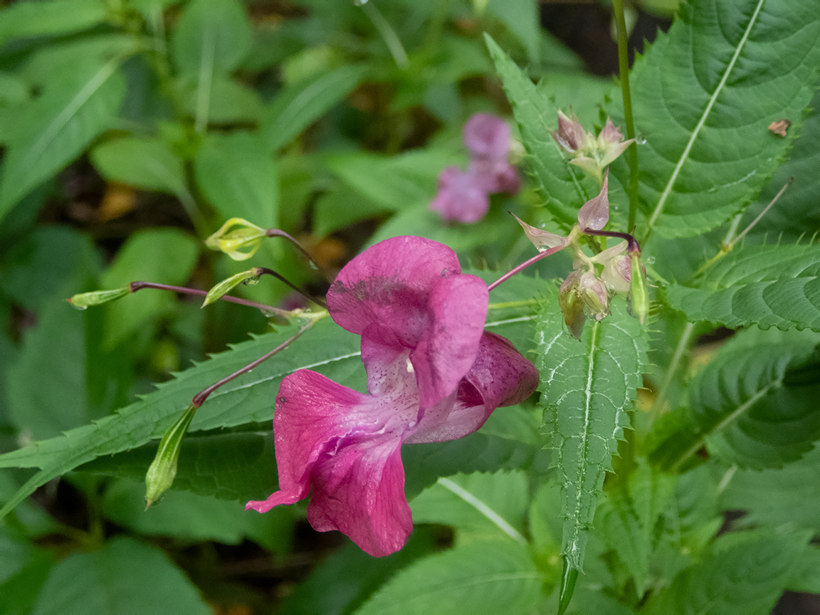 Image of Impatiens glandulifera specimen.