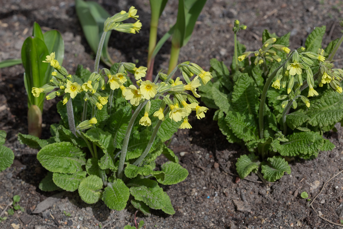 Image of Primula elatior specimen.