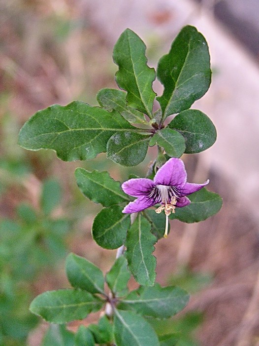 Image of Lycium chinense specimen.