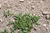 genus Polygonum
