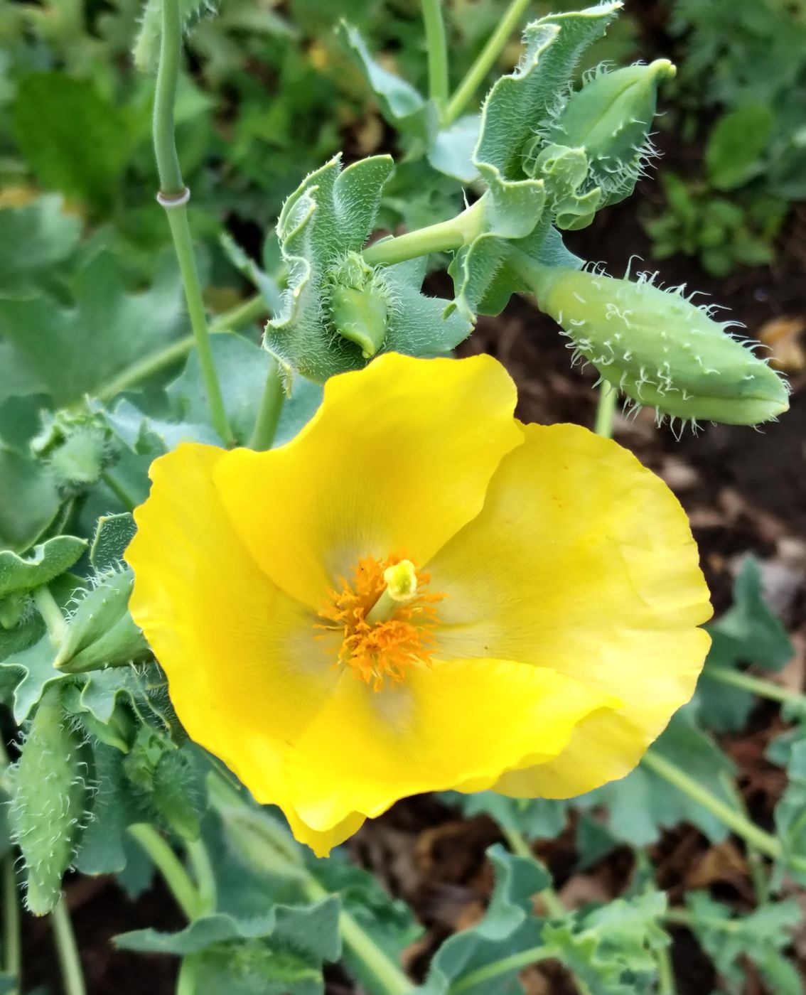 Image of Glaucium flavum specimen.
