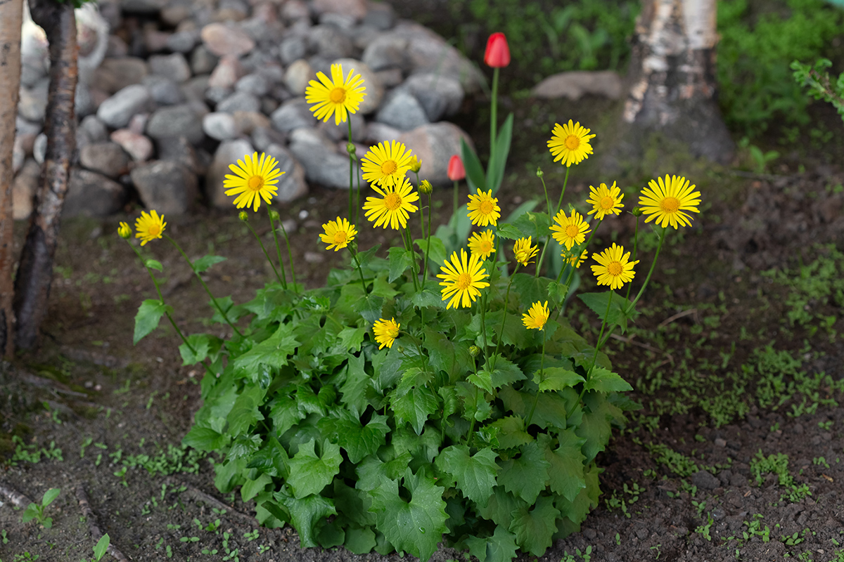 Image of Doronicum orientale specimen.