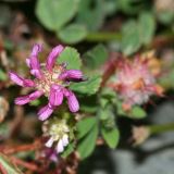 Trifolium resupinatum