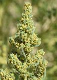 род Chenopodium