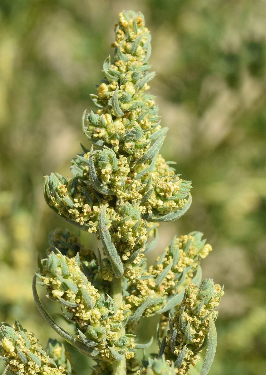 Image of Bassia scoparia specimen.