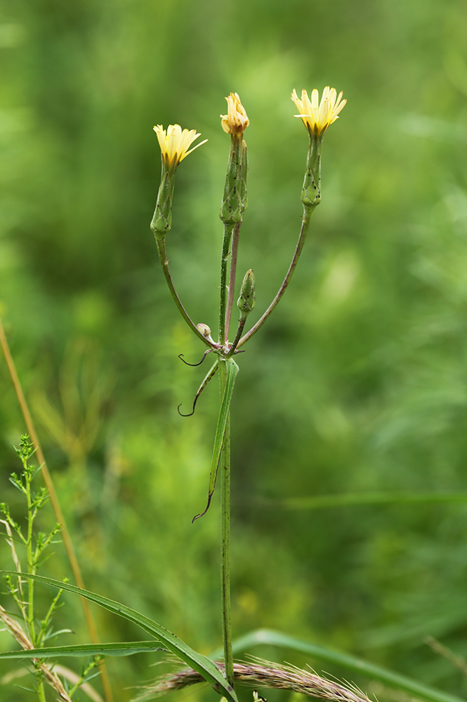 Изображение особи Scorzonera albicaulis.