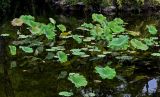 Nelumbo nucifera. Вегетирующие растения. Китай, пров. Цзянсу, г. Сучжоу, пруд в парке, в культуре. 27.05.2025.