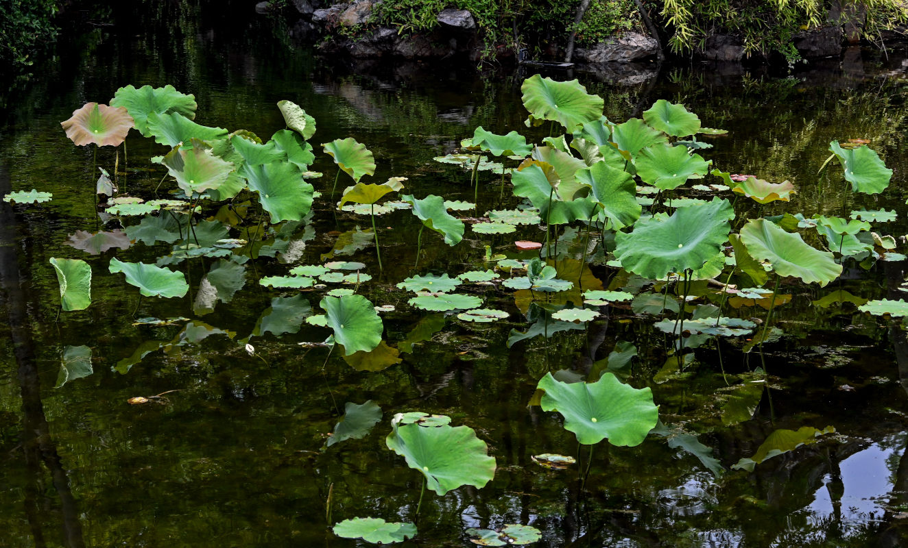 Image of Nelumbo nucifera specimen.