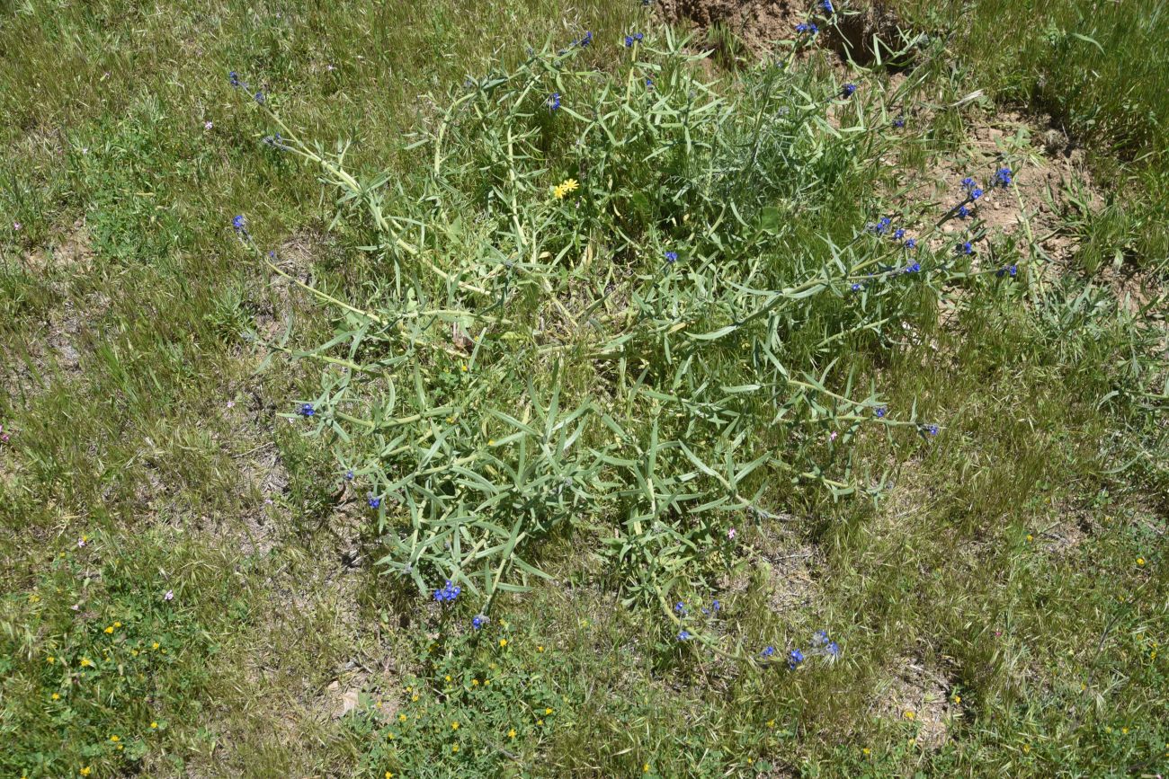 Image of familia Boraginaceae specimen.