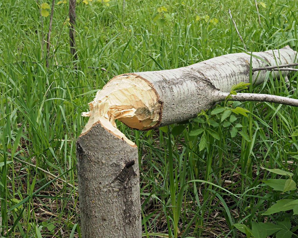 Image of Populus tremula specimen.