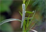 Artemisia dracunculus