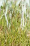 Juncus atrofuscus. Верхушки плодоносящих растений. Карелия, Лоухский р-н, окр. биостанции «Мыс Картеш»; берег Белого моря, приморский разнотравно-злаковый луг. 22.07.2025.