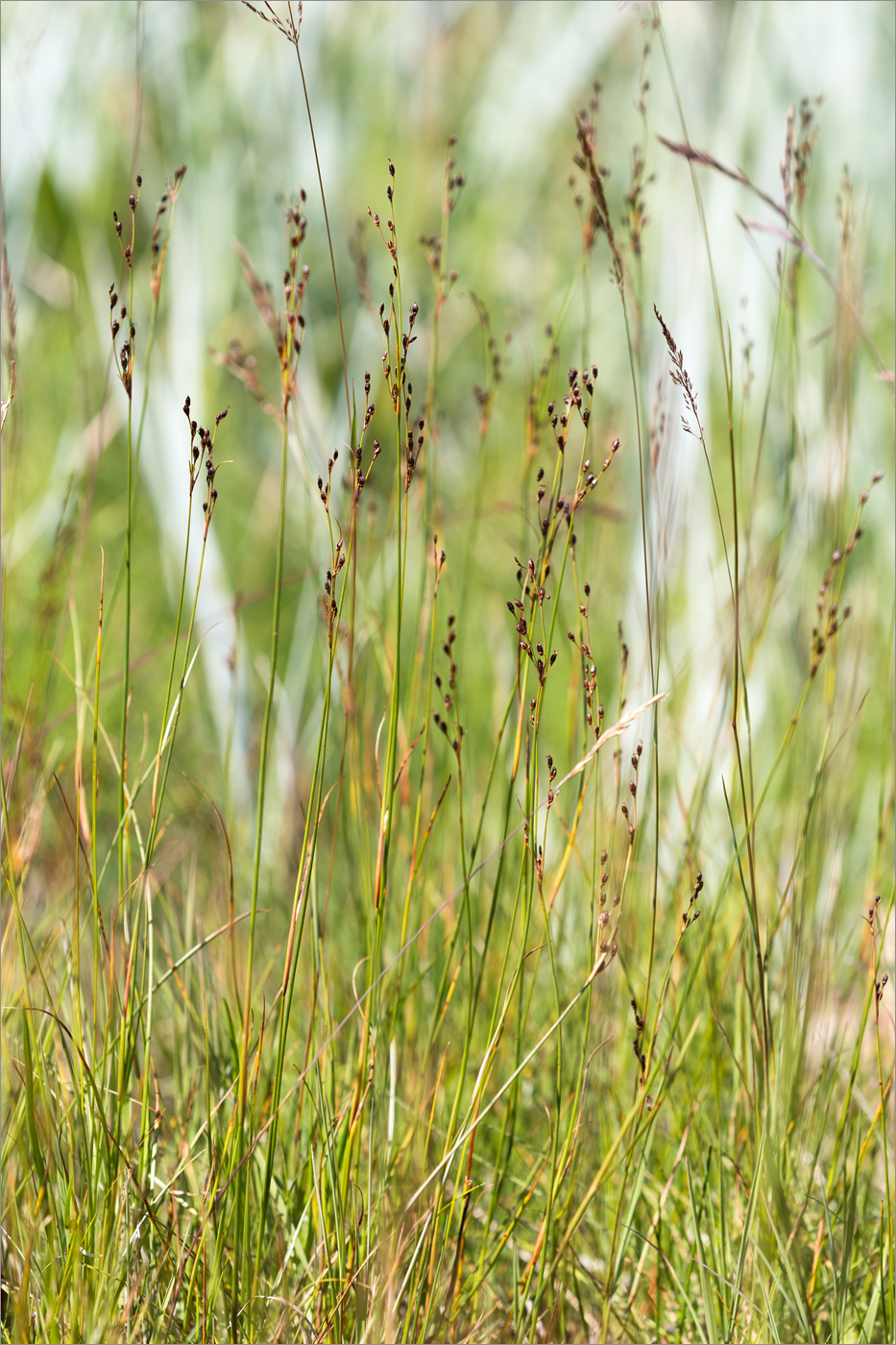 Изображение особи Juncus atrofuscus.