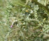 Carduus arabicus