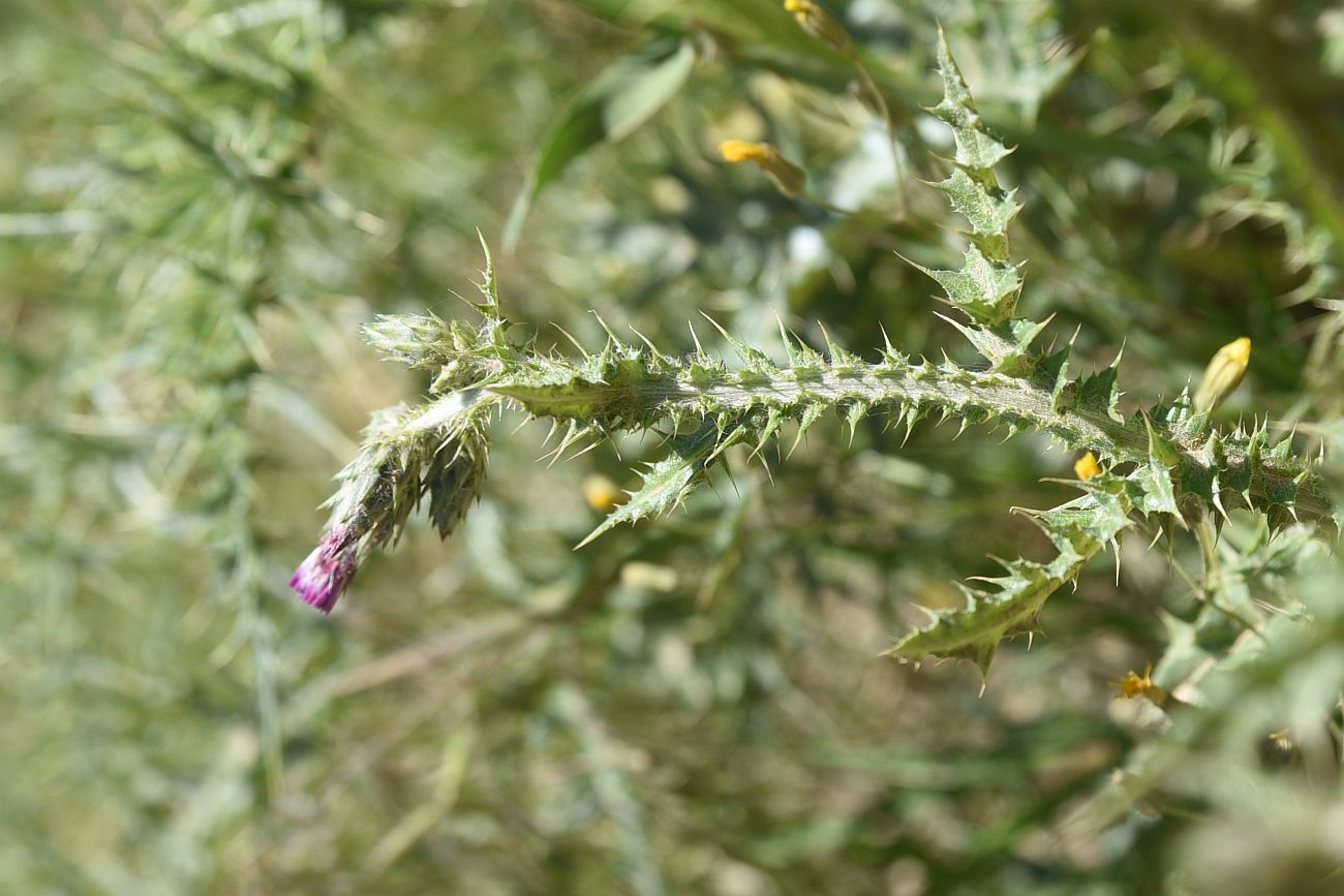 Image of Carduus arabicus specimen.
